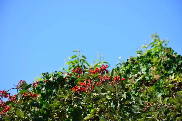 Açık mavi gökyüzüne karşı yemyeşil yapraklar arasında açan kırmızı çiçekler. Çiçek açan mor mercan ağacının geniş manzarası canlı tropikal renkleri, mevsimsel gelişimi ve doğal doğa güzelliğini vurguluyor..