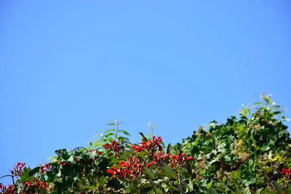 Açık mavi gökyüzüne karşı yemyeşil yapraklar arasında açan kırmızı çiçekler. Çiçek açan mor mercan ağacının geniş manzarası canlı tropikal renkleri, mevsimsel gelişimi ve doğal doğa güzelliğini vurguluyor..