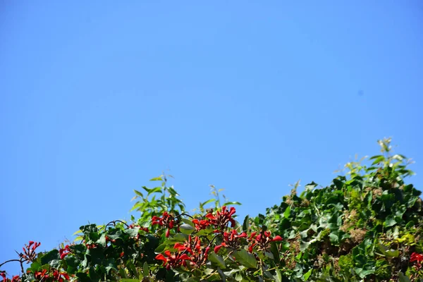Açık mavi gökyüzüne karşı yemyeşil yapraklar arasında açan kırmızı çiçekler. Çiçek açan mor mercan ağacının geniş manzarası canlı tropikal renkleri, mevsimsel gelişimi ve doğal doğa güzelliğini vurguluyor..