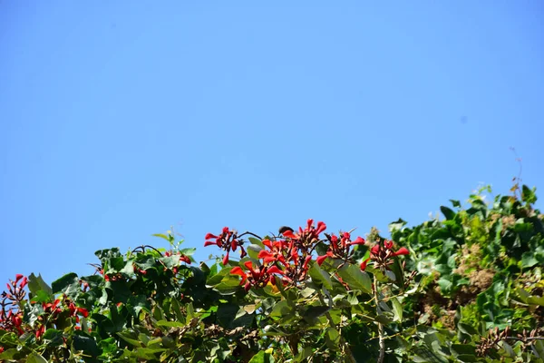 Açık mavi gökyüzüne karşı yemyeşil yapraklar arasında açan kırmızı çiçekler. Çiçek açan mor mercan ağacının geniş manzarası canlı tropikal renkleri, mevsimsel gelişimi ve doğal doğa güzelliğini vurguluyor..