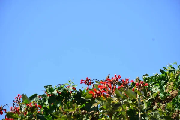 Açık mavi gökyüzüne karşı yemyeşil yapraklar arasında açan kırmızı çiçekler. Çiçek açan mor mercan ağacının geniş manzarası canlı tropikal renkleri, mevsimsel gelişimi ve doğal doğa güzelliğini vurguluyor..