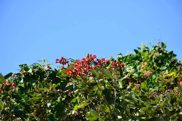 Açık mavi gökyüzüne karşı yemyeşil yapraklar arasında açan kırmızı çiçekler. Çiçek açan mor mercan ağacının geniş manzarası canlı tropikal renkleri, mevsimsel gelişimi ve doğal doğa güzelliğini vurguluyor..