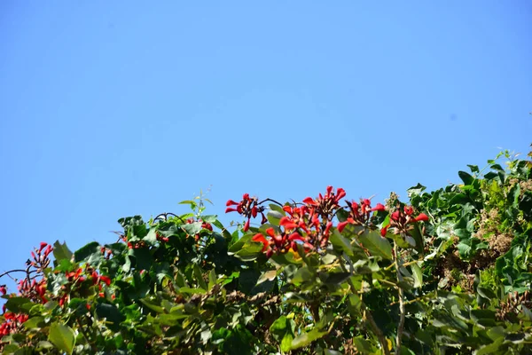 Açık mavi gökyüzüne karşı yemyeşil yapraklar arasında açan kırmızı çiçekler. Çiçek açan mor mercan ağacının geniş manzarası canlı tropikal renkleri, mevsimsel gelişimi ve doğal doğa güzelliğini vurguluyor..