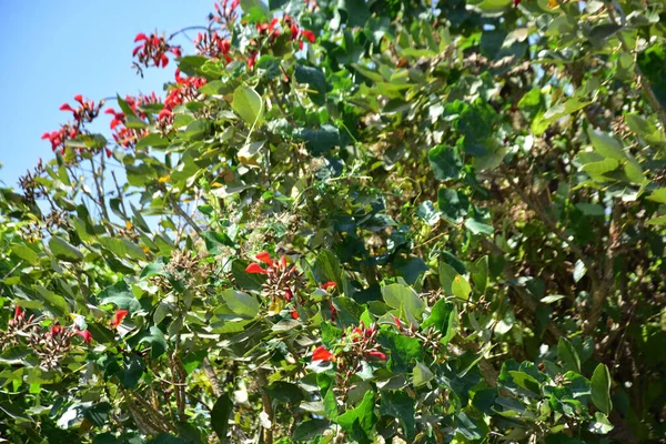 Açık mavi gökyüzüne karşı yemyeşil yapraklar arasında açan kırmızı çiçekler. Çiçek açan mor mercan ağacının geniş manzarası canlı tropikal renkleri, mevsimsel gelişimi ve doğal doğa güzelliğini vurguluyor..