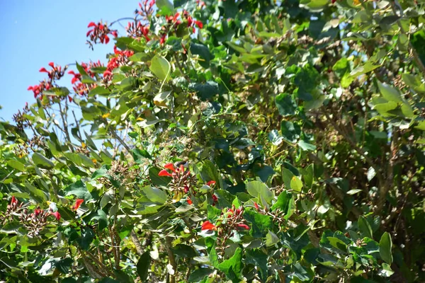 Açık mavi gökyüzüne karşı yemyeşil yapraklar arasında açan kırmızı çiçekler. Çiçek açan mor mercan ağacının geniş manzarası canlı tropikal renkleri, mevsimsel gelişimi ve doğal doğa güzelliğini vurguluyor..
