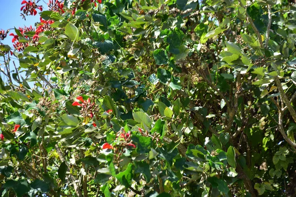 Açık mavi gökyüzüne karşı yemyeşil yapraklar arasında açan kırmızı çiçekler. Çiçek açan mor mercan ağacının geniş manzarası canlı tropikal renkleri, mevsimsel gelişimi ve doğal doğa güzelliğini vurguluyor..