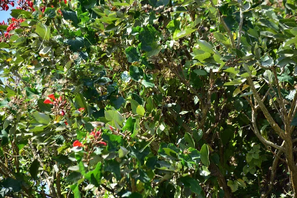 Açık mavi gökyüzüne karşı yemyeşil yapraklar arasında açan kırmızı çiçekler. Çiçek açan mor mercan ağacının geniş manzarası canlı tropikal renkleri, mevsimsel gelişimi ve doğal doğa güzelliğini vurguluyor..