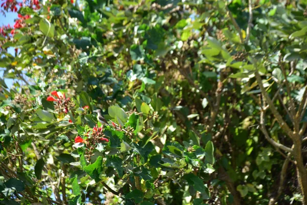 Açık mavi gökyüzüne karşı yemyeşil yapraklar arasında açan kırmızı çiçekler. Çiçek açan mor mercan ağacının geniş manzarası canlı tropikal renkleri, mevsimsel gelişimi ve doğal doğa güzelliğini vurguluyor..