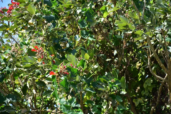 Açık mavi gökyüzüne karşı yemyeşil yapraklar arasında açan kırmızı çiçekler. Çiçek açan mor mercan ağacının geniş manzarası canlı tropikal renkleri, mevsimsel gelişimi ve doğal doğa güzelliğini vurguluyor..