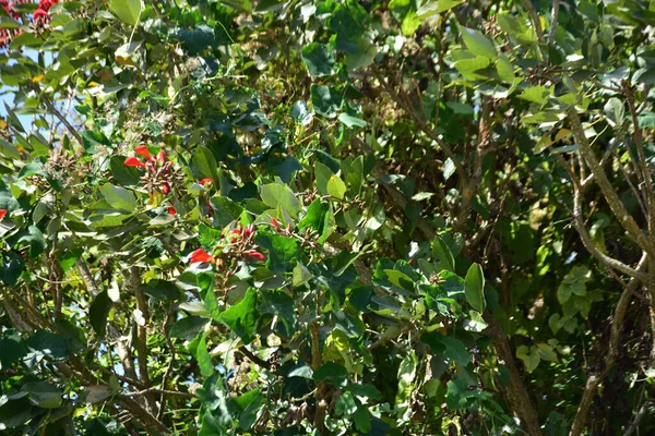 Açık mavi gökyüzüne karşı yemyeşil yapraklar arasında açan kırmızı çiçekler. Çiçek açan mor mercan ağacının geniş manzarası canlı tropikal renkleri, mevsimsel gelişimi ve doğal doğa güzelliğini vurguluyor..