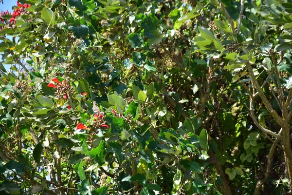 Açık mavi gökyüzüne karşı yemyeşil yapraklar arasında açan kırmızı çiçekler. Çiçek açan mor mercan ağacının geniş manzarası canlı tropikal renkleri, mevsimsel gelişimi ve doğal doğa güzelliğini vurguluyor..