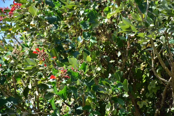 Açık mavi gökyüzüne karşı yemyeşil yapraklar arasında açan kırmızı çiçekler. Çiçek açan mor mercan ağacının geniş manzarası canlı tropikal renkleri, mevsimsel gelişimi ve doğal doğa güzelliğini vurguluyor..
