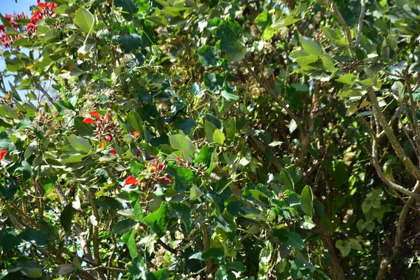 Açık mavi gökyüzüne karşı yemyeşil yapraklar arasında açan kırmızı çiçekler. Çiçek açan mor mercan ağacının geniş manzarası canlı tropikal renkleri, mevsimsel gelişimi ve doğal doğa güzelliğini vurguluyor..