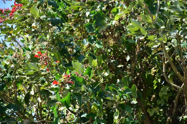 Parlak kırmızı çiçekleri ve açık mavi gökyüzüne karşı yeşil yaprakları olan çiçek açan mor mercan ağacı. Mevsimlik çiçekleri, canlı renkleri ve doğal doğa güzelliklerini gösteren tropik süs bitkisi sahnesi.