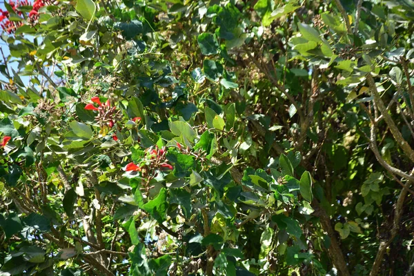 Parlak kırmızı çiçekleri ve açık mavi gökyüzüne karşı yeşil yaprakları olan çiçek açan mor mercan ağacı. Mevsimlik çiçekleri, canlı renkleri ve doğal doğa güzelliklerini gösteren tropik süs bitkisi sahnesi.