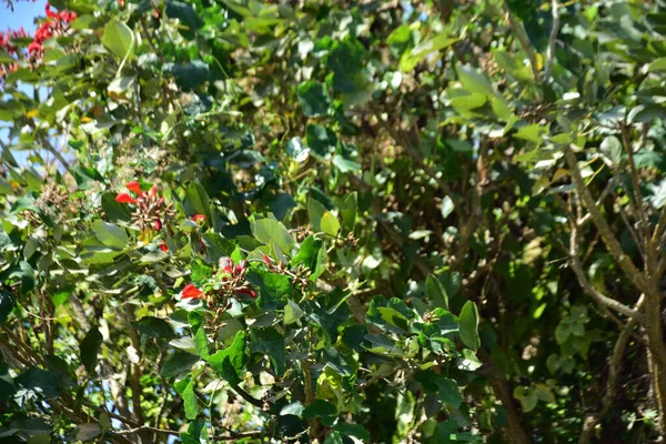 Parlak kırmızı çiçekleri ve açık mavi gökyüzüne karşı yeşil yaprakları olan çiçek açan mor mercan ağacı. Mevsimlik çiçekleri, canlı renkleri ve doğal doğa güzelliklerini gösteren tropik süs bitkisi sahnesi.