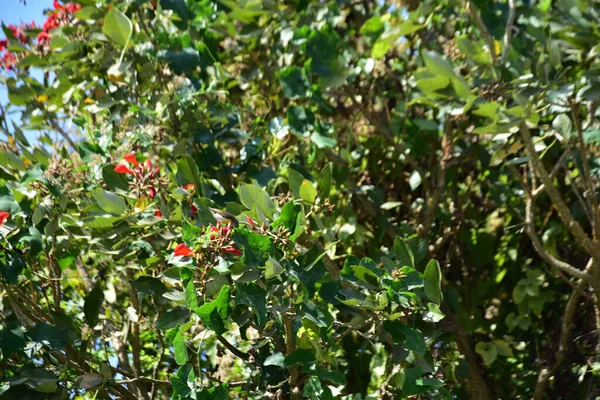 Parlak kırmızı çiçekleri ve açık mavi gökyüzüne karşı yeşil yaprakları olan çiçek açan mor mercan ağacı. Mevsimlik çiçekleri, canlı renkleri ve doğal doğa güzelliklerini gösteren tropik süs bitkisi sahnesi.