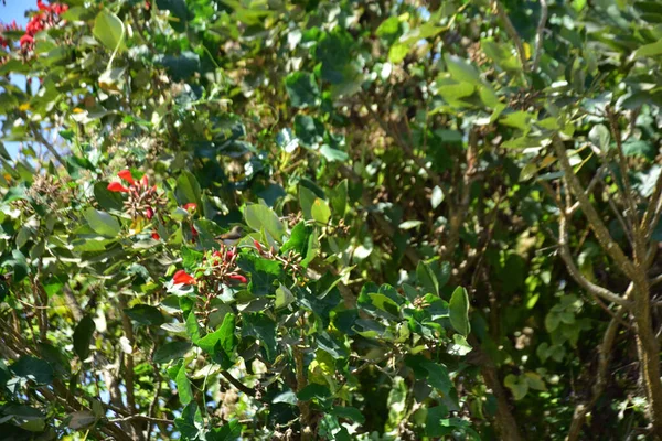 Parlak kırmızı çiçekleri ve açık mavi gökyüzüne karşı yeşil yaprakları olan çiçek açan mor mercan ağacı. Mevsimlik çiçekleri, canlı renkleri ve doğal doğa güzelliklerini gösteren tropik süs bitkisi sahnesi.