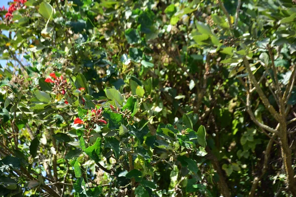 Parlak kırmızı çiçekleri ve açık mavi gökyüzüne karşı yeşil yaprakları olan çiçek açan mor mercan ağacı. Mevsimlik çiçekleri, canlı renkleri ve doğal doğa güzelliklerini gösteren tropik süs bitkisi sahnesi.