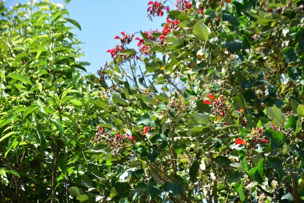 Parlak kırmızı çiçekleri ve açık mavi gökyüzüne karşı yeşil yaprakları olan çiçek açan mor mercan ağacı. Mevsimlik çiçekleri, canlı renkleri ve doğal doğa güzelliklerini gösteren tropik süs bitkisi sahnesi.