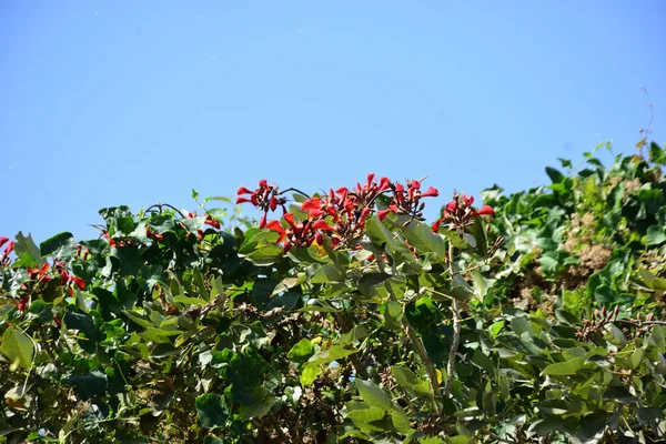 Parlak kırmızı çiçekleri ve açık mavi gökyüzüne karşı yeşil yaprakları olan çiçek açan mor mercan ağacı. Mevsimlik çiçekleri, canlı renkleri ve doğal doğa güzelliklerini gösteren tropik süs bitkisi sahnesi.