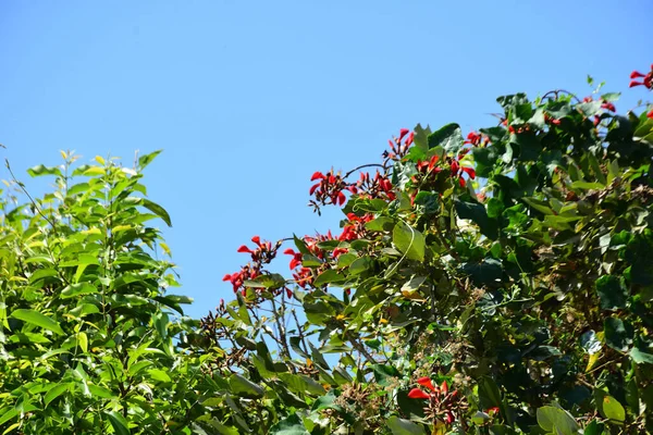 Parlak kırmızı çiçekleri ve açık mavi gökyüzüne karşı yeşil yaprakları olan çiçek açan mor mercan ağacı. Mevsimlik çiçekleri, canlı renkleri ve doğal doğa güzelliklerini gösteren tropik süs bitkisi sahnesi.