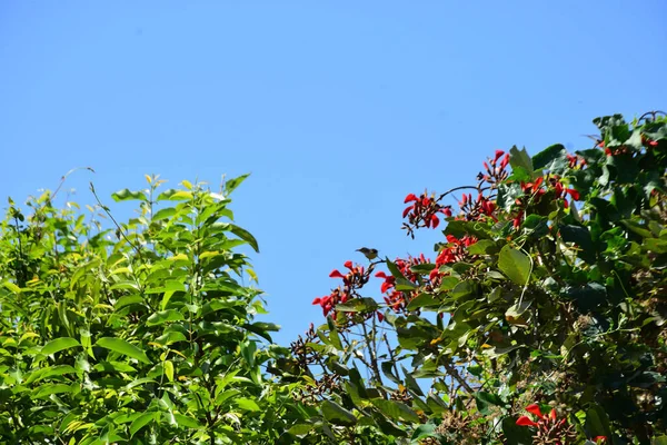 Parlak kırmızı çiçekleri ve açık mavi gökyüzüne karşı yeşil yaprakları olan çiçek açan mor mercan ağacı. Mevsimlik çiçekleri, canlı renkleri ve doğal doğa güzelliklerini gösteren tropik süs bitkisi sahnesi.