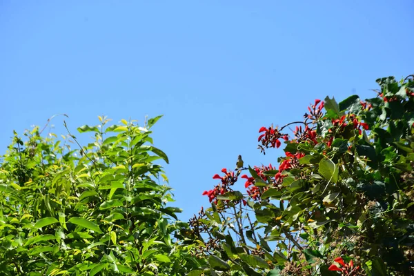 Parlak kırmızı çiçekleri ve açık mavi gökyüzüne karşı yeşil yaprakları olan çiçek açan mor mercan ağacı. Mevsimlik çiçekleri, canlı renkleri ve doğal doğa güzelliklerini gösteren tropik süs bitkisi sahnesi.