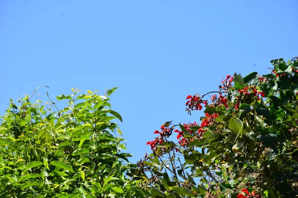 Parlak kırmızı çiçekleri ve açık mavi gökyüzüne karşı yeşil yaprakları olan çiçek açan mor mercan ağacı. Mevsimlik çiçekleri, canlı renkleri ve doğal doğa güzelliklerini gösteren tropik süs bitkisi sahnesi.