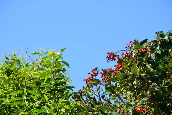 Parlak kırmızı çiçekleri ve açık mavi gökyüzüne karşı yeşil yaprakları olan çiçek açan mor mercan ağacı. Mevsimlik çiçekleri, canlı renkleri ve doğal doğa güzelliklerini gösteren tropik süs bitkisi sahnesi.