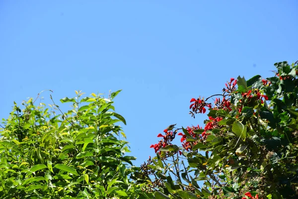 Parlak kırmızı çiçekleri ve açık mavi gökyüzüne karşı yeşil yaprakları olan çiçek açan mor mercan ağacı. Mevsimlik çiçekleri, canlı renkleri ve doğal doğa güzelliklerini gösteren tropik süs bitkisi sahnesi.