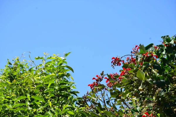 Mor mercan ağacında açan kırmızı çiçekler açık mavi gökyüzüne karşı. Canlı tropikal yapraklar ve taze çiçekler mevsimsel büyümeyi, bahçe güzelliğini ve doğa bitkilerini vurgulayan doğal bir çiçek sahnesi oluşturur..
