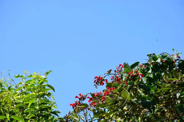 Mor mercan ağacında açan kırmızı çiçekler açık mavi gökyüzüne karşı. Canlı tropikal yapraklar ve taze çiçekler mevsimsel büyümeyi, bahçe güzelliğini ve doğa bitkilerini vurgulayan doğal bir çiçek sahnesi oluşturur..