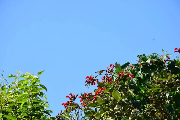 Mor mercan ağacında açan kırmızı çiçekler açık mavi gökyüzüne karşı. Canlı tropikal yapraklar ve taze çiçekler mevsimsel büyümeyi, bahçe güzelliğini ve doğa bitkilerini vurgulayan doğal bir çiçek sahnesi oluşturur..
