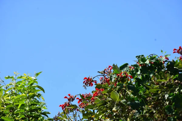 Mor mercan ağacında açan kırmızı çiçekler açık mavi gökyüzüne karşı. Canlı tropikal yapraklar ve taze çiçekler mevsimsel büyümeyi, bahçe güzelliğini ve doğa bitkilerini vurgulayan doğal bir çiçek sahnesi oluşturur..
