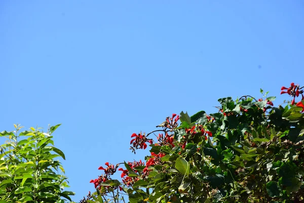 Mor mercan ağacında açan kırmızı çiçekler açık mavi gökyüzüne karşı. Canlı tropikal yapraklar ve taze çiçekler mevsimsel büyümeyi, bahçe güzelliğini ve doğa bitkilerini vurgulayan doğal bir çiçek sahnesi oluşturur..