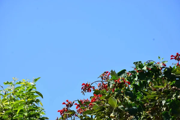Mor mercan ağacında açan kırmızı çiçekler açık mavi gökyüzüne karşı. Canlı tropikal yapraklar ve taze çiçekler mevsimsel büyümeyi, bahçe güzelliğini ve doğa bitkilerini vurgulayan doğal bir çiçek sahnesi oluşturur..