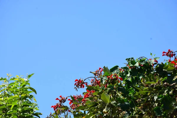 Mor mercan ağacında açan kırmızı çiçekler açık mavi gökyüzüne karşı. Canlı tropikal yapraklar ve taze çiçekler mevsimsel büyümeyi, bahçe güzelliğini ve doğa bitkilerini vurgulayan doğal bir çiçek sahnesi oluşturur..