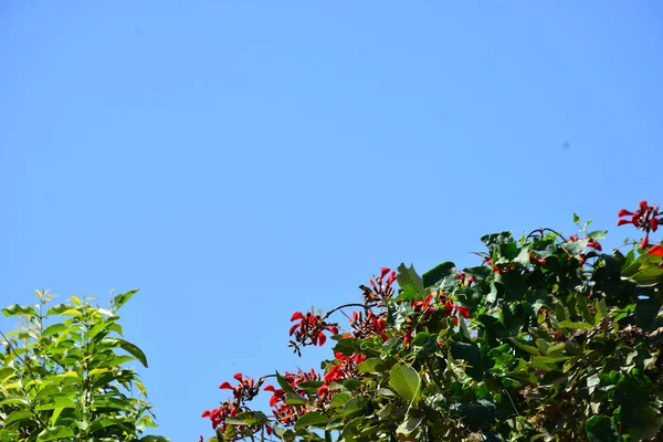 Mor mercan ağacında açan kırmızı çiçekler açık mavi gökyüzüne karşı. Canlı tropikal yapraklar ve taze çiçekler mevsimsel büyümeyi, bahçe güzelliğini ve doğa bitkilerini vurgulayan doğal bir çiçek sahnesi oluşturur..