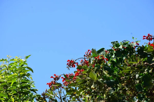 Mor mercan ağacında açan kırmızı çiçekler açık mavi gökyüzüne karşı. Canlı tropikal yapraklar ve taze çiçekler mevsimsel büyümeyi, bahçe güzelliğini ve doğa bitkilerini vurgulayan doğal bir çiçek sahnesi oluşturur..