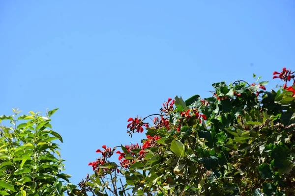 Mor mercan ağacında açan kırmızı çiçekler açık mavi gökyüzüne karşı. Canlı tropikal yapraklar ve taze çiçekler mevsimsel büyümeyi, bahçe güzelliğini ve doğa bitkilerini vurgulayan doğal bir çiçek sahnesi oluşturur..