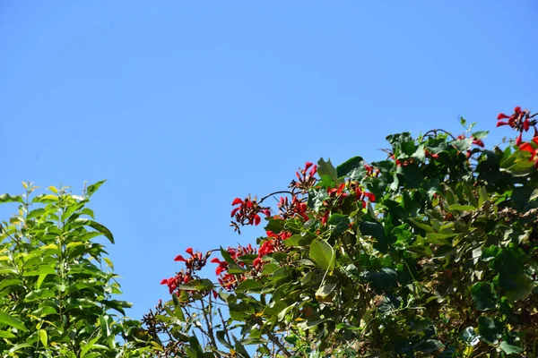 Mor mercan ağacında açan kırmızı çiçekler açık mavi gökyüzüne karşı. Canlı tropikal yapraklar ve taze çiçekler mevsimsel büyümeyi, bahçe güzelliğini ve doğa bitkilerini vurgulayan doğal bir çiçek sahnesi oluşturur..