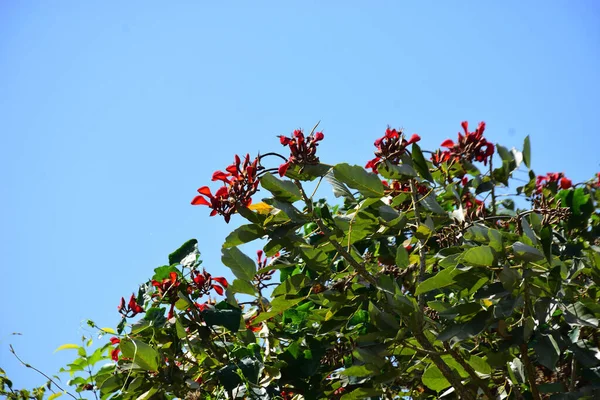 Mor mercan ağacında açan kırmızı çiçekler açık mavi gökyüzüne karşı. Canlı tropikal yapraklar ve taze çiçekler mevsimsel büyümeyi, bahçe güzelliğini ve doğa bitkilerini vurgulayan doğal bir çiçek sahnesi oluşturur..