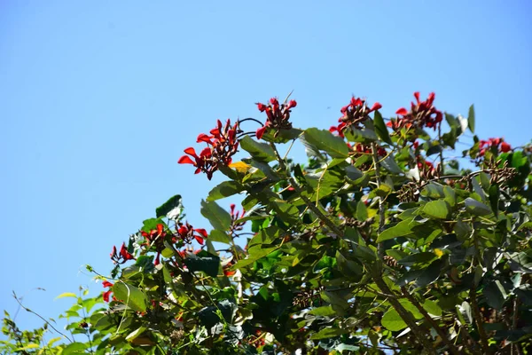 Mor mercan ağacında açan kırmızı çiçekler açık mavi gökyüzüne karşı. Canlı tropikal yapraklar ve taze çiçekler mevsimsel büyümeyi, bahçe güzelliğini ve doğa bitkilerini vurgulayan doğal bir çiçek sahnesi oluşturur..