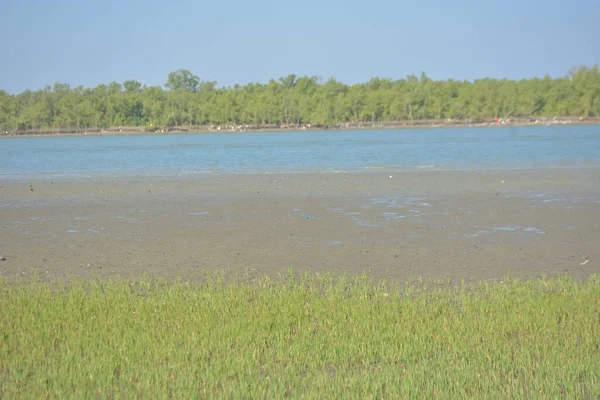 Bakkhali kıyısında, Bangladeş 'te sular çekildiğinde ıslak kumlu sahillere saçılmış minik yengeçler. Sahil sahnesi, sakin bir kıyı şeridinde deniz canlıları, gelgit düzlükleri ve nehir-deniz ekosistem örüntülerini gösteriyor..