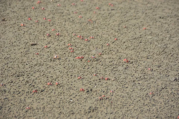 Bakkhali kıyısında, Bangladeş 'te sular çekildiğinde ıslak kumlu sahillere saçılmış minik yengeçler. Sahil sahnesi, sakin bir kıyı şeridinde deniz canlıları, gelgit düzlükleri ve nehir-deniz ekosistem örüntülerini gösteriyor..