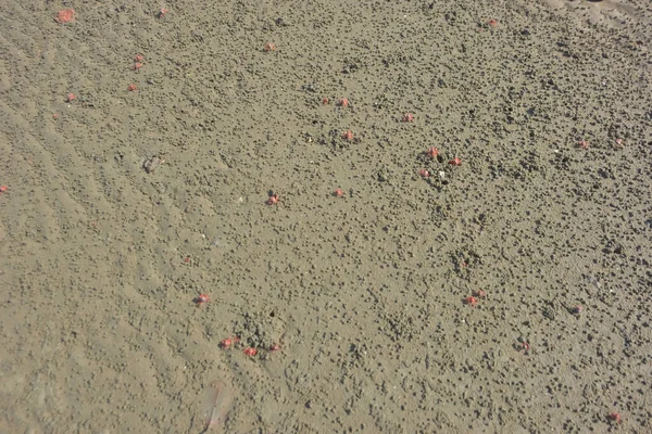 Bakkhali Nehri 'nin kıyısındaki bebek yengeçlere yakından bakın. Fotoğraf, mangrov-bitişik ekosistem içindeki bu kabukluların hassas yaşam döngüsünü vurguluyor ve bölgenin zengin biyolojik çeşitliliğini gösteriyor..