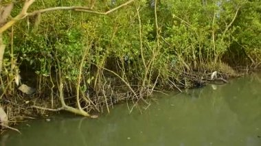 Bangladeş 'in tropik sulak bir kıyı şeridindeki bir mangrov deresinden akan gelgit suyu. Yoğun yeşil bitki örtüsüne sahip doğal estuarin ekosistemi, çevresel koruma, iklim değişikliği, biyolojik çeşitlilik ve sürdürülebilirlik kavramları için idealdir.