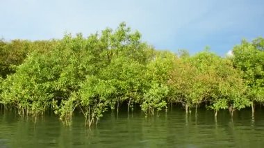 Bangladeş 'in tropik sulak bir kıyı şeridindeki bir mangrov deresinden akan gelgit suyu. Yoğun yeşil bitki örtüsüne sahip doğal estuarin ekosistemi, çevresel koruma, iklim değişikliği, biyolojik çeşitlilik ve sürdürülebilirlik kavramları için idealdir.