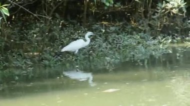 Bangladeş 'te sel basmış bir nehir kıyısındaki mangrov ağaçlarının arasında sığ sularda duran beyaz balıkçıl. Doğal yaşam alanı, biyolojik çeşitlilik ve kıyı ekosistem ortamını gösteren tropik sulak arazi vahşi yaşam sahnesi.